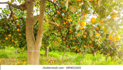 4,114 Italian Orchard Images, Stock Photos & Vectors | Shutterstock