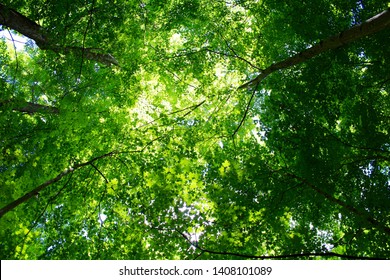 View Within The Sacred Grove Looking Up Thru Trees