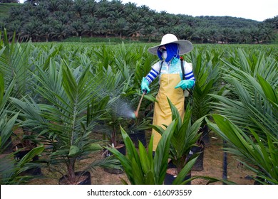 View of wokers spraying pesticides between rows of oil palm trees in main nursery plantation in Borneo, Malaysia.