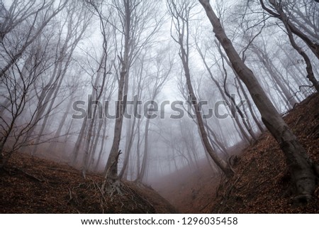 Image, Stock Photo Lost Forest Fog Tree