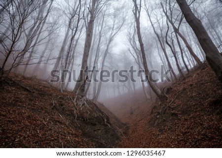 Similar – Image, Stock Photo Lost Forest Fog Tree