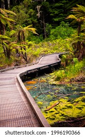 View Of Wooden Board Walk Across The Old Thermal Pond In Redwoods Whakarewarewa Forest, A Forest Of Naturalised Coastal Redwood On The Outskirts Of Rotorua, New Zealand