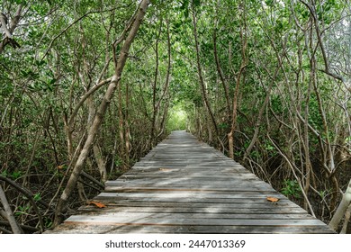 View of wooden bridge in flooded rainforest jungle of mangrove trees. Old wood floor with bridge or walk way through in tropical mangrove forest. Trail extends under shady tree.Tropical exotic travel - Powered by Shutterstock