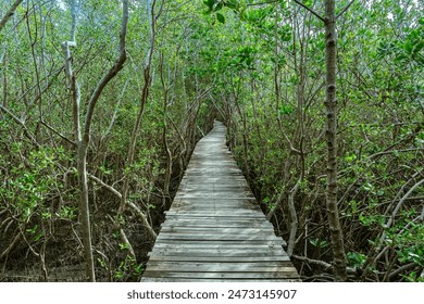 View of wooden bridge in flooded rainforest jungle of mangrove trees. Old wood floor with bridge or walk way through in tropical mangrove forest. Trail extends under shady tree.Tropical exotic travel - Powered by Shutterstock