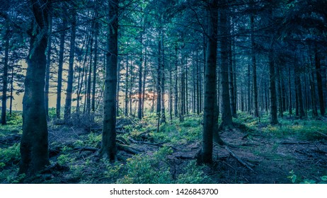 View in the woods just before sunset, Les Hautes Fagnes, Belgium - Shutterstock ID 1426843700