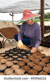 View of a worker fill soil into small poly bags arrangement under the shade for the  oil palm seedlings.