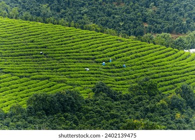 View of workers in a green field harvesting the tea crops at Cau Dat, Da Lat city, Lam Dong province. Morning scenery on the hillside of tea planted in the misty highlands below the beautiful valley