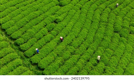 View of workers in a green field harvesting the tea crops at Cau Dat, Da Lat city, Lam Dong province. Morning scenery on the hillside of tea planted in the misty highlands below the beautiful valley