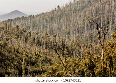 View Of Yarra Ranges National Park