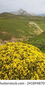 View of yellow fllowers in Morocco 