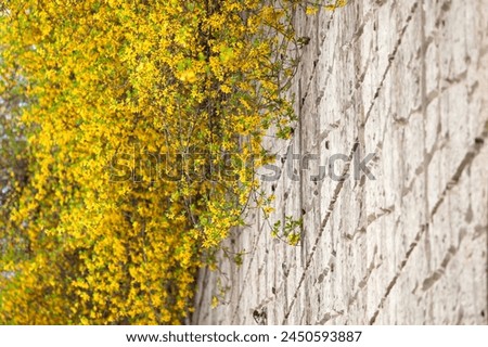 View of the yellow forsythia flowers on the wall