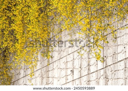 View of the yellow forsythia flowers on the wall