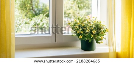 View of yellow goldmarie flowers or Bidens ferulifolia in a pot on the window. Home comfort zone. Floral background. Long banner