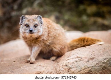 Mongoose Deutsch Mongoose Deutsch
