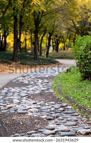View of Yeouido Park, stone path walkway with colorful leaves tree, autumn foliage. It is a park in Yeongdeungpo District, Seoul, South Korea.