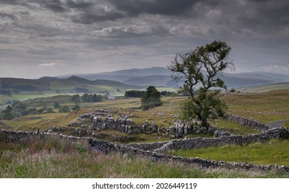 a view of the Yorkshire dales showing a tree and drystone walls - Shutterstock ID 2026449119
