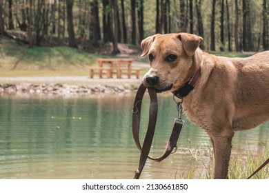 A View Of A Young Dog Biting A Leash