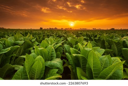 Vista de una joven planta de tabaco verde en el campo en la provincia de Sukhothai al norte de Tailandia