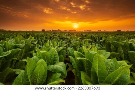View of young green tobacco plant in field at Sukhothai province northern of Thailand