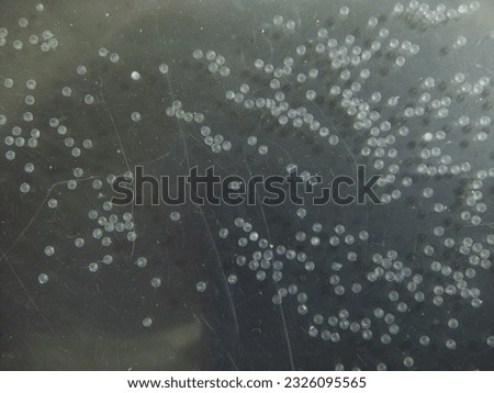 View of zebrafish eggs under microscope.