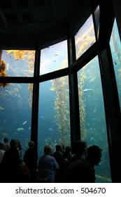 Viewers At The Monterey Bay Aquarium