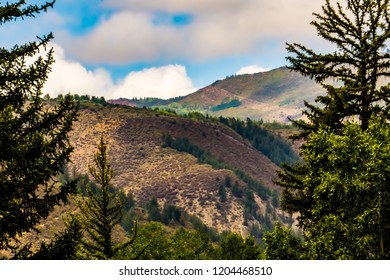 Viewing Mountain through the Trees