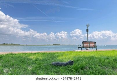 Viewing the ocean from a wooden bench, black cat lying in grass (sunny blue sky and white clouds) - Powered by Shutterstock