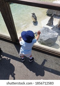 Viewing The Penguins At Folly Farm In South Wales UK 