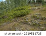 Viewing platform on Crocus Bluff Trail in Dawson,Yukon,Canada,North America
