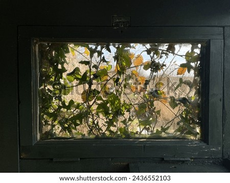 A viewing window in a bird hide has been obscured by plants growing over the glass