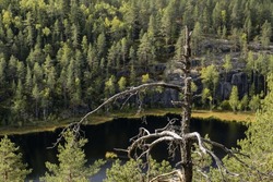 Viewpoint In A Finnish Forest, Repovesi National Park With Forest And Lake In The Background And A Top Of The Dead Pine Tree In The Foreground