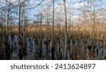 Views along the Florida National Scenic Trail - Big Cypress National Preserve, January 14, 2023 - hiking the first leg of the trail. 
Florida wetlands