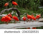 Views around Bird paradise , Mandai Reserve Singapore , Asia,