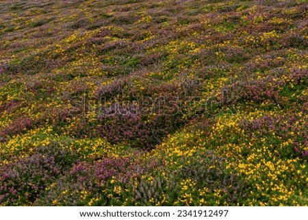 Views around South Stack lighthouse with the gorse and heather our in flower