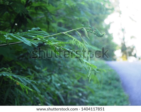 views of the asphalt road with green trees in the mountainous area