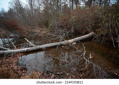 Views Of A Beaver Pond