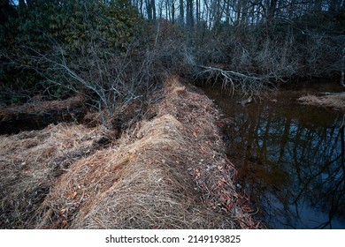 Views Of A Beaver Pond