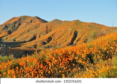 Views of California Poppies (Eschscholzia californica) and other flowers during the California Super Bloom from the Walker Canyon Trail near Lake Elsinore, California, USA on March 14, 2019