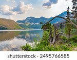 Views at Cameron Lake in Waterton National Park during summer time with stunning reflection of snow capped mountains and unique trees in foreground.