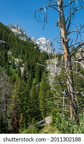 Views From The Cascade Canyon Hiking Trail