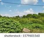 Views of Forest and clouds