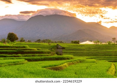 Views of Indonesia in the morning, beautiful views of rice fields at sunrise