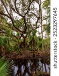 Views at Kissimmee Prairie Preserve State Park, Florida