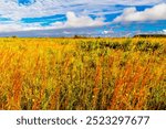 Views at Kissimmee Prairie Preserve State Park, Florida