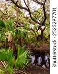 Views at Kissimmee Prairie Preserve State Park, Florida