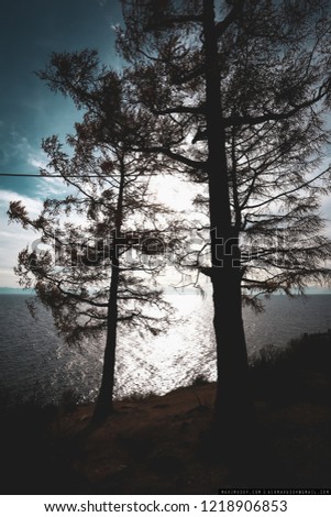 View of the turquoise sea in Canada framed by coniferous forest