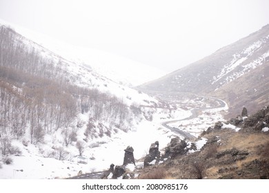 views of large trees in the winter forest