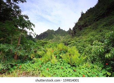 Botanical Garden Kauai Images Stock Photos Vectors Shutterstock