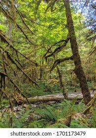 Views of a lush natural calming forest located near Nakusp, British Columbia, Canada