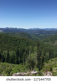 Views over the timber forests of the Olympic Peninsula in between Forks and Port Angeles